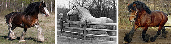 Heavy Work Horses: Clydsedale, Percheron & Belgium